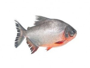 Cá Chim